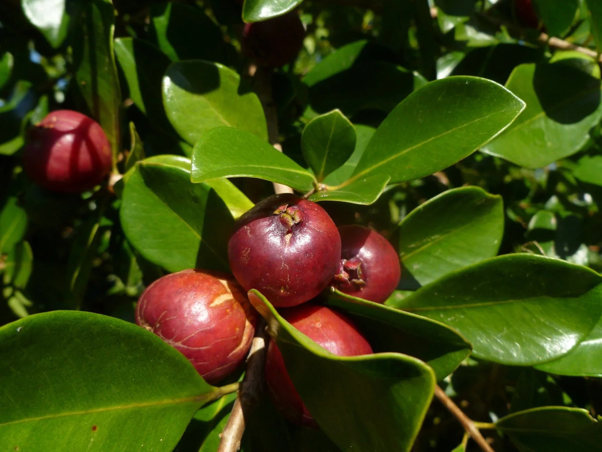 Red Strawberry Guava Tree Growing in a Garden