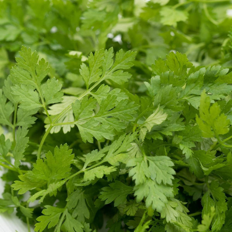 Chervil grown from seeds adding leafy texture to borders