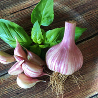 Chesnok Red Hardneck Garlic Growing in Garden