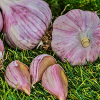 Chesnok Red Purple Stripe Garlic Bulbs for Planting