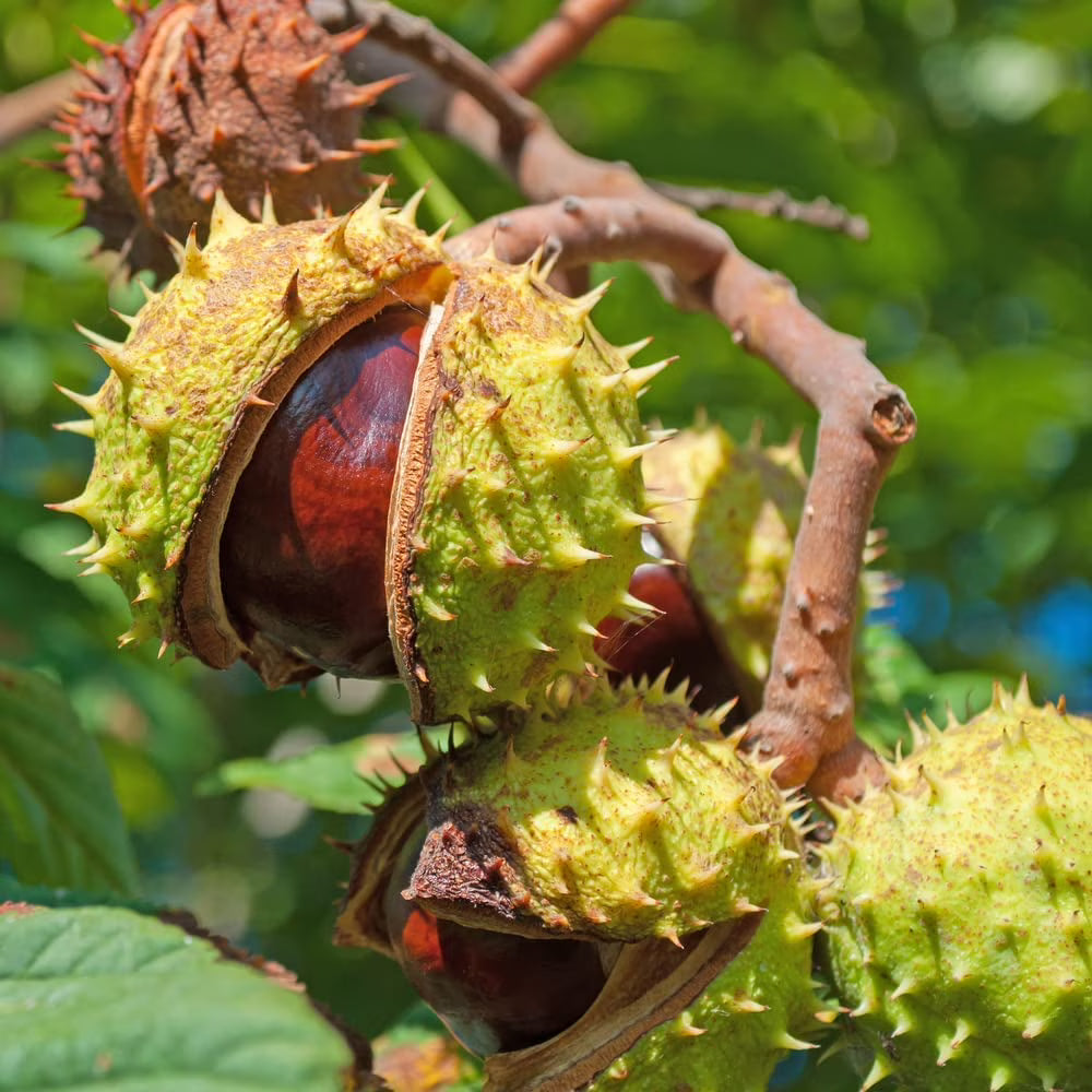 Chestnut Tree seeds for planting in home gardens and orchards.
