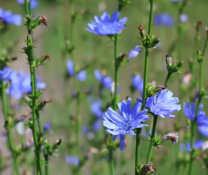 Chicory Cichorium intybus with blue flowers