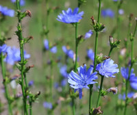 Chicory Cichorium intybus with blue flowers