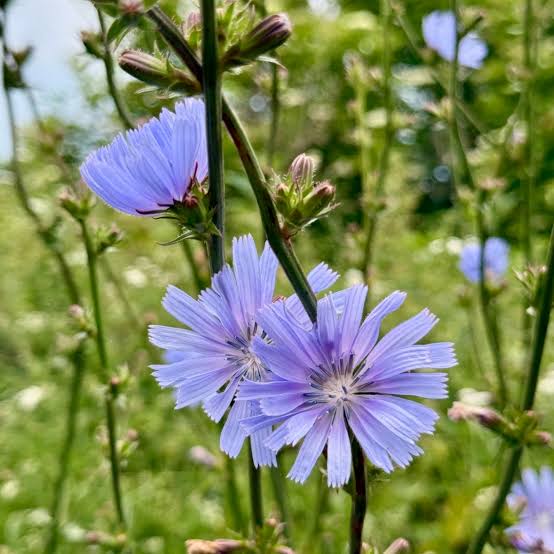 Chicory seeds for home garden planting
