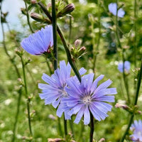 Chicory seeds for home garden planting