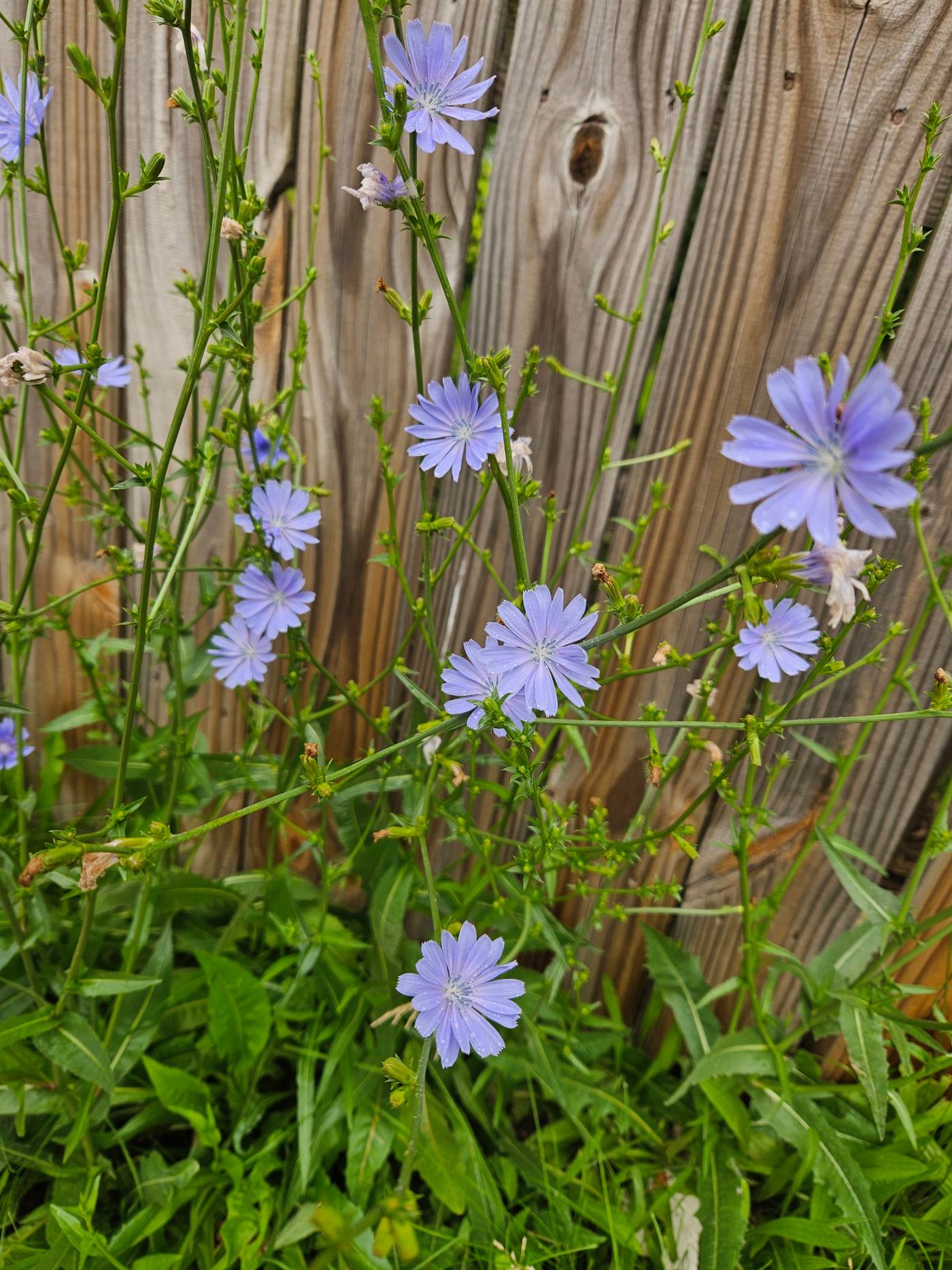 Chicory Seeds – Hardy Leafy Herb for Home Garden Growing