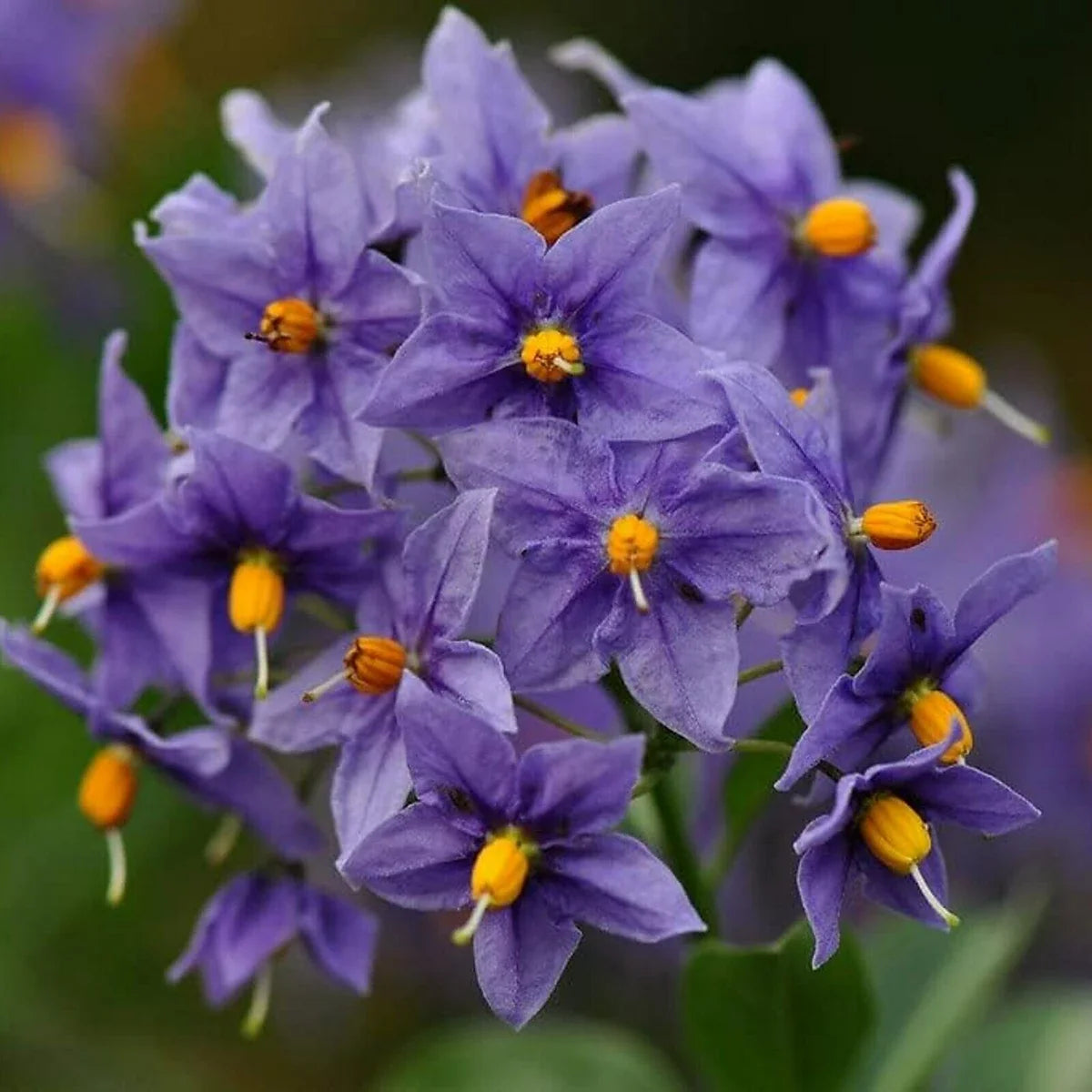 Chilean Potato plant with lush green foliage