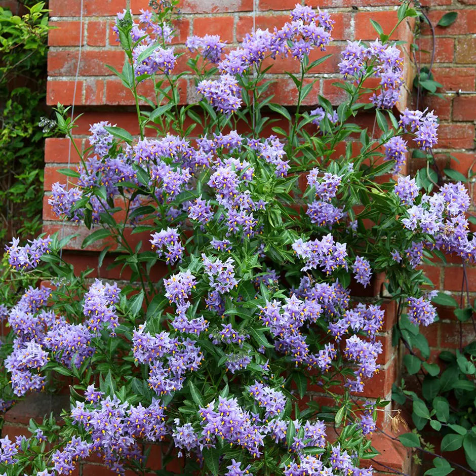 Chilean Potato plant growing in a garden