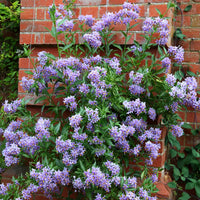 Chilean Potato plant growing in a garden
