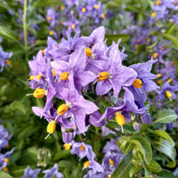 Chilean Potato potted plant for home gardening