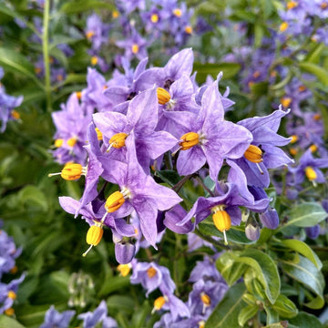 Chilean Potato potted plant for home gardening