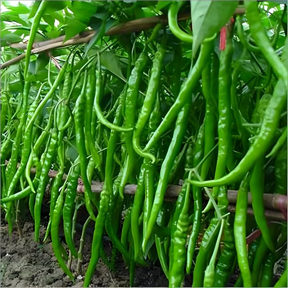 Chili Pepper Capsicum annuum seeds for planting