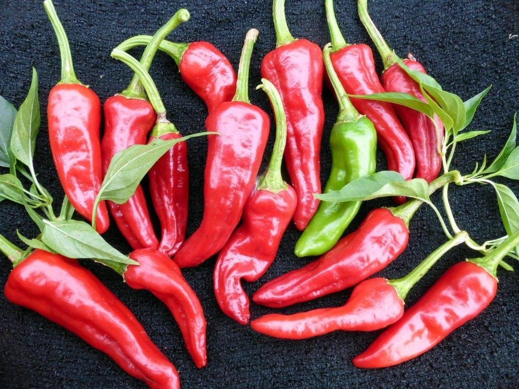 Heirloom Chimayo pepper seeds for planting