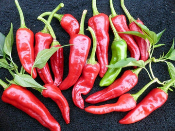 Heirloom Chimayo pepper seeds for planting