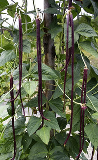 Chinese Bean Vigna unguiculata seeds for planting