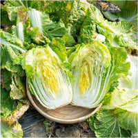 Healthy Chinese cabbage plants growing in a raised garden bed.