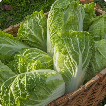 Chinese cabbage seeds for home garden and outdoor vegetable planting.