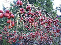 Mature Chinese Date Tree with green foliage