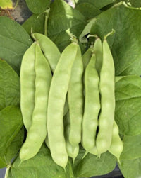 Fresh Green Chinese Pole Bean Pods
