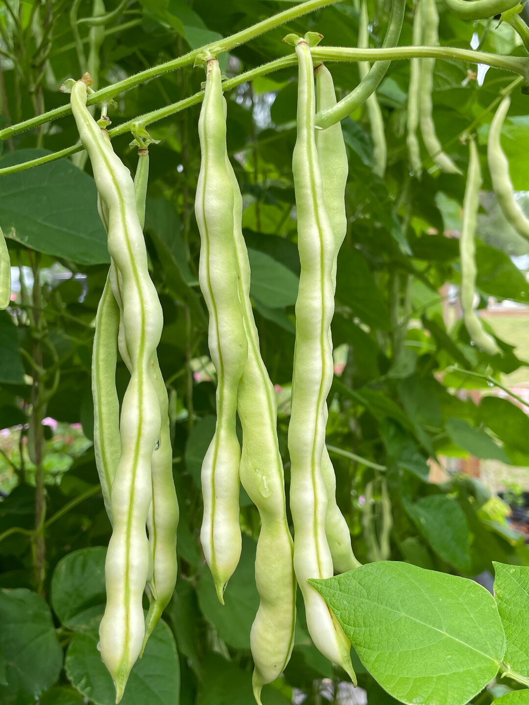 Chinese Pole Bean Seeds for Planting