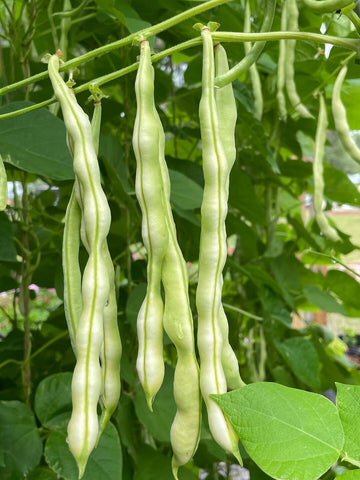Chinese Pole Bean Seeds for Planting