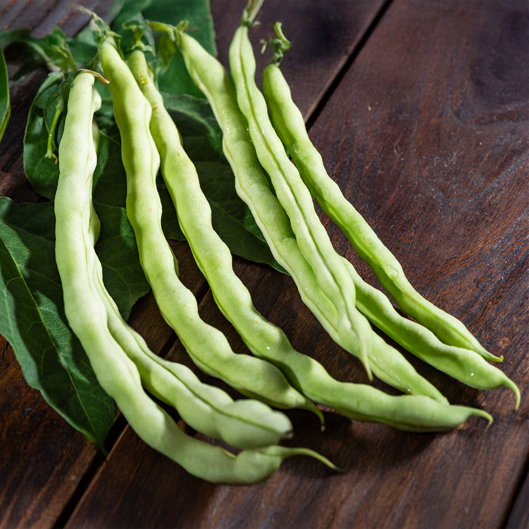 Chinese Pole Bean Vines Growing on Garden Trellis