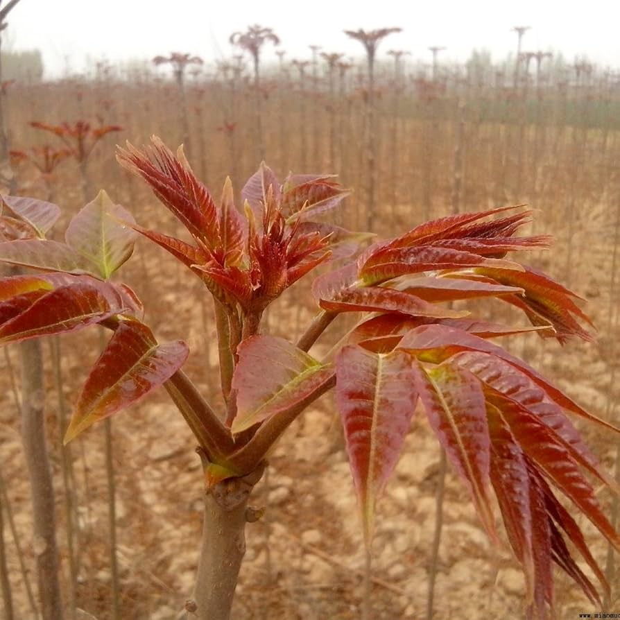 Chinese Toon Toona sinensis seeds for planting