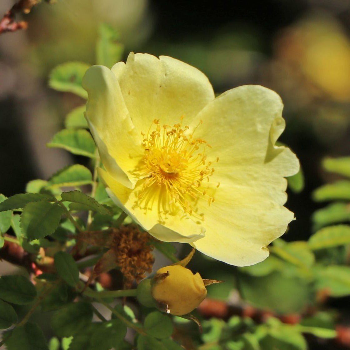 Yellow Hugo Rose Flower Seeds Planting