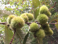 Castanea pumila tree growing in a sunny landscape garden.