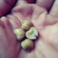 Chinquapin chestnut tree seeds Castanea pumila dwarf chestnut shrub