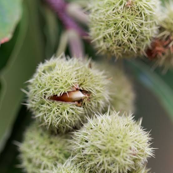 Chinquapin chestnut tree growing in a home garden landscape.