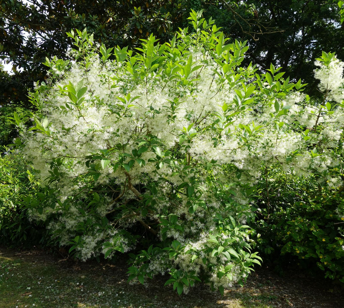 White Chionanthus Flower seeds for Planting - Low Maintenance, Heirloom & GMO Free Seeds for Home Garden
