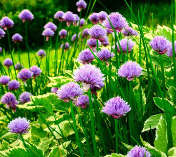 Chive Seeds – Allium schoenoprasum Non-GMO Perennial Herb Variety