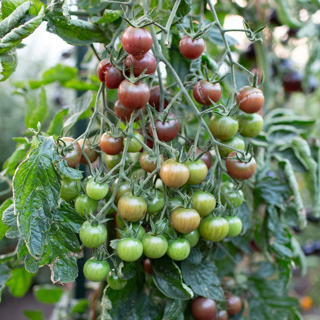 Chocolate Cherry Heirloom Tomato Seeds for Planting
