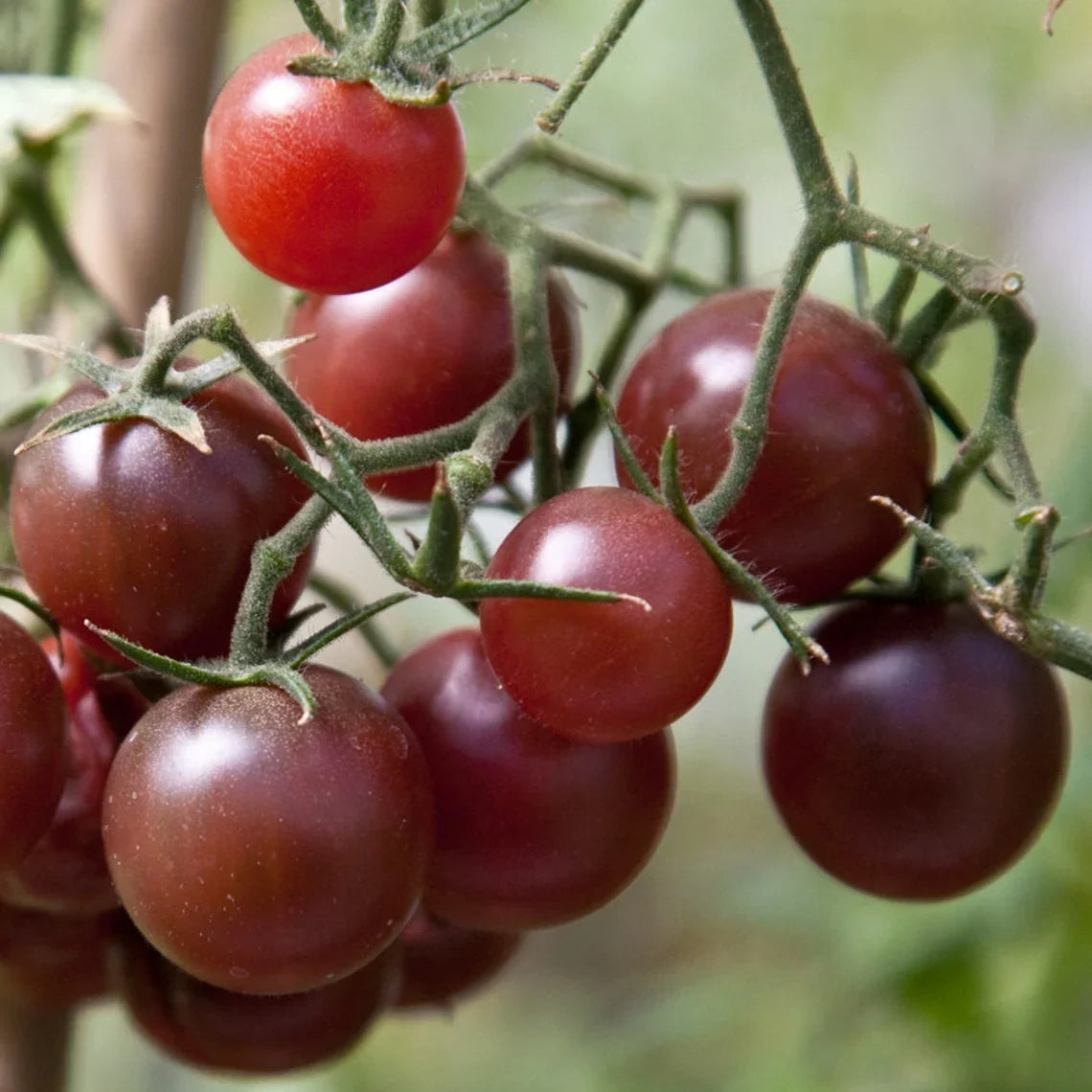 Chocolate Cherry Tomato Plants Growing in Garden