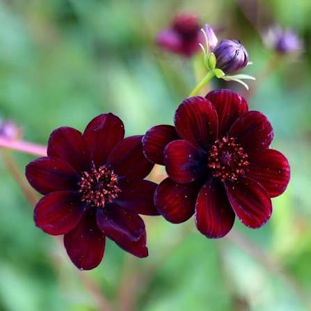 Chocolate Cosmos flower seeds for planting in home gardens and containers