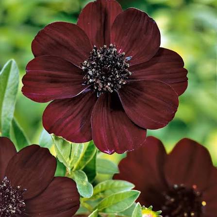 Chocolate Cosmos flowers growing in an outdoor ornamental garden