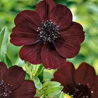 Chocolate Cosmos flowers growing in an outdoor ornamental garden