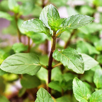 Chocolate Mint herb seeds for planting in home gardens