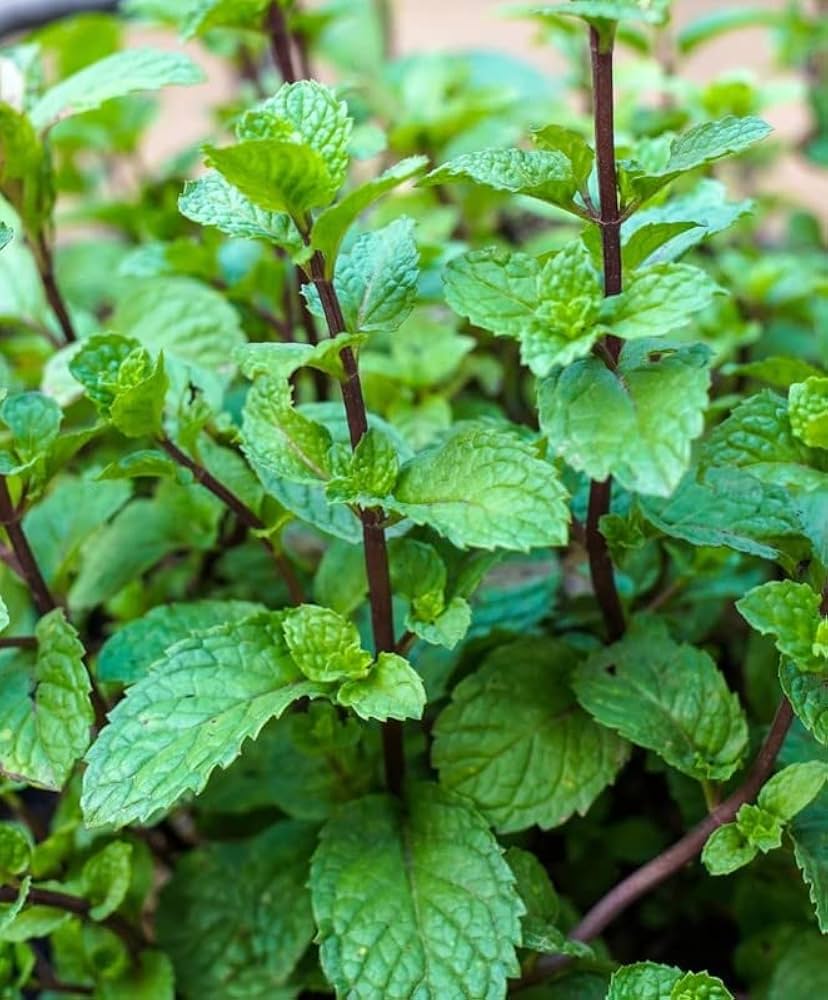 Chocolate Mint plant growing in a patio container