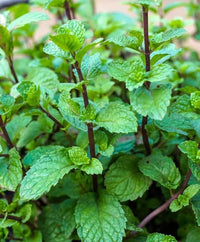 Chocolate Mint plant growing in a patio container