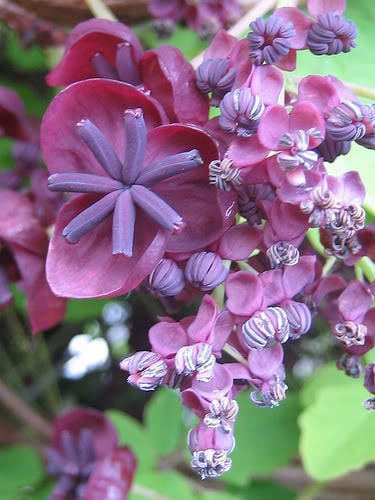 Chocolate Vine seeds for planting