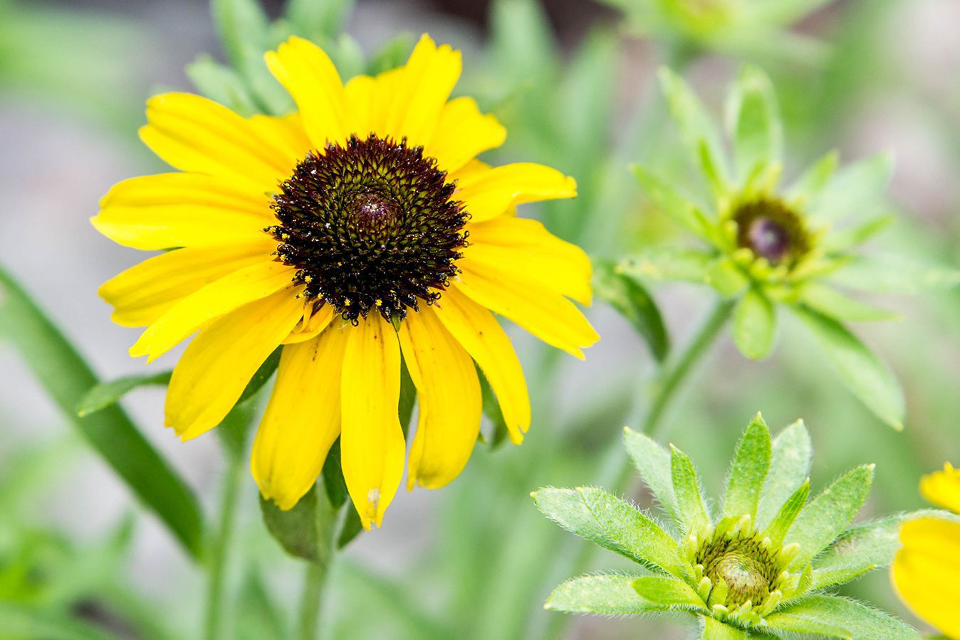 Yellow Black Susan Flower seeds for Planting - Drought Tolerant, Heirloom & GMO Free Seeds for Home Garden