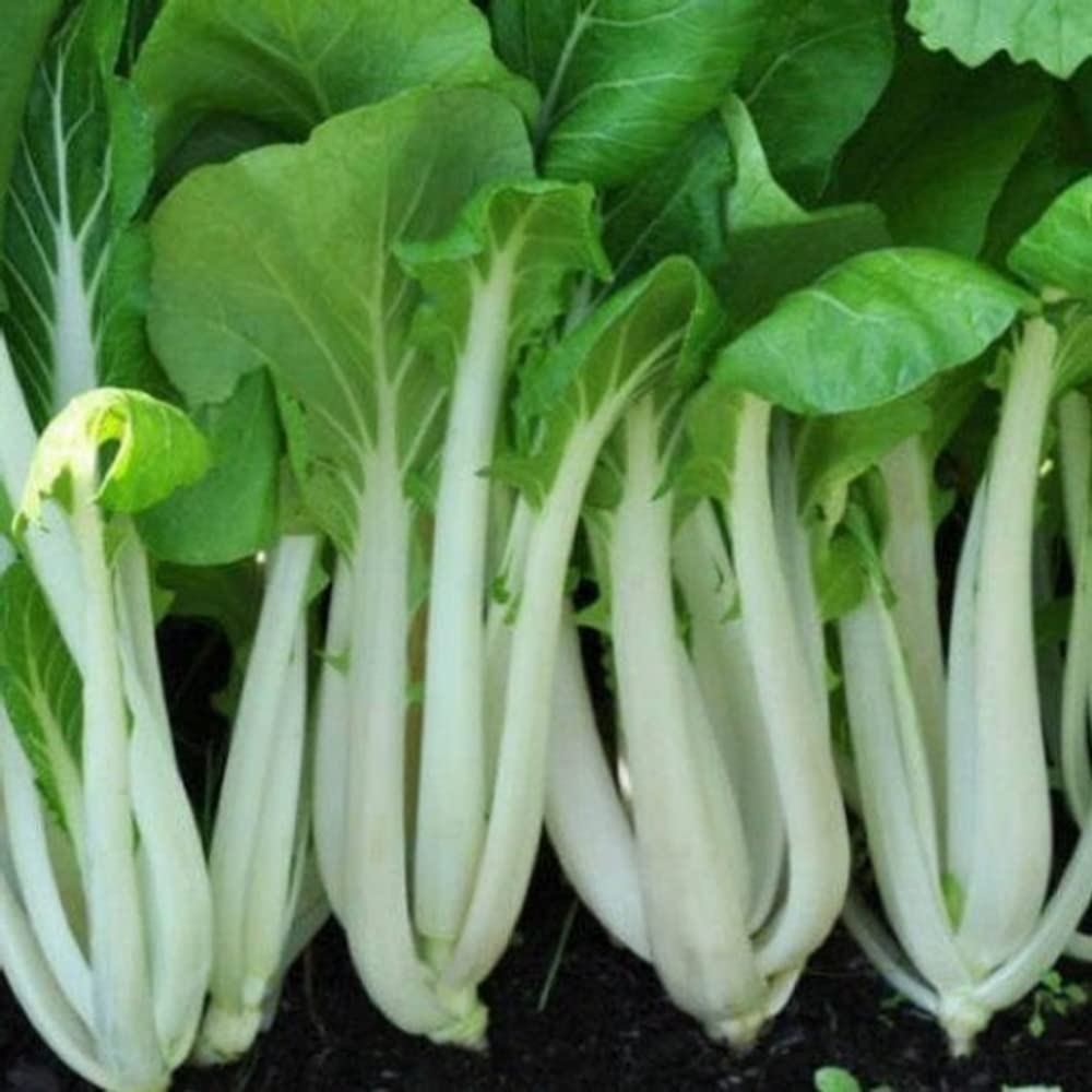 Heirloom Choy Sum plants growing in a raised garden bed