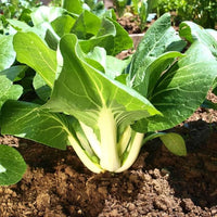 Choy Sum seeds for home vegetable garden planting