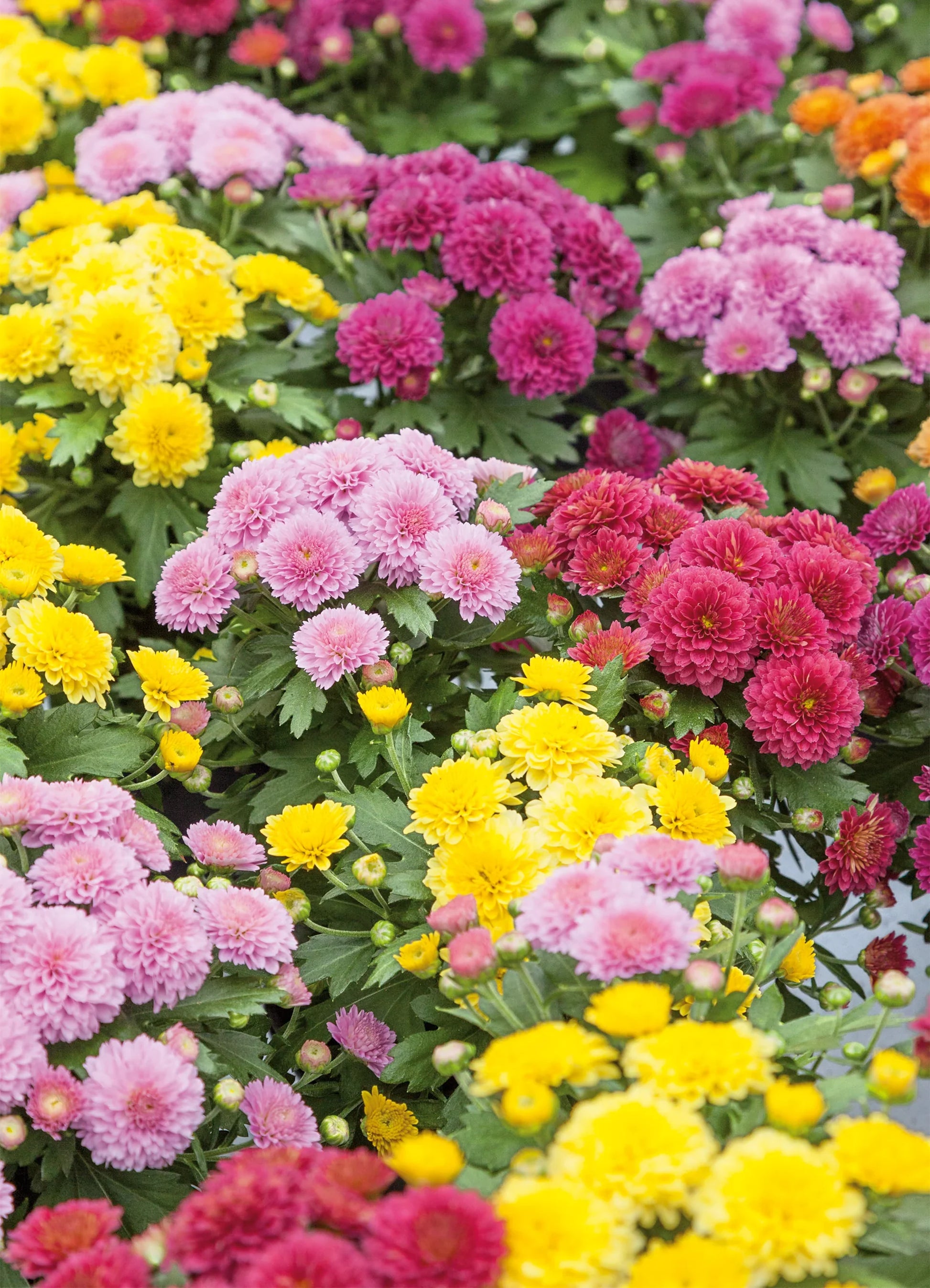 Chrysanthemum flowering plants adding vibrant seasonal color to outdoor garden spaces