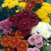 Chrysanthemum flower seeds for colorful blooms in home gardens and containers