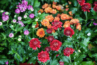Chrysanthemum Perennial Flower seeds for Planting Shade Tolerant Heirloom & GMO Free Seeds for Home Garden 
 
 Sale