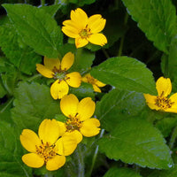 Chrysogonum flowers blooming in a colorful home garden