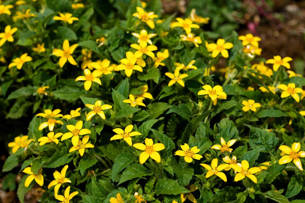 Green and Gold perennial plants enhancing a shaded garden landscape.